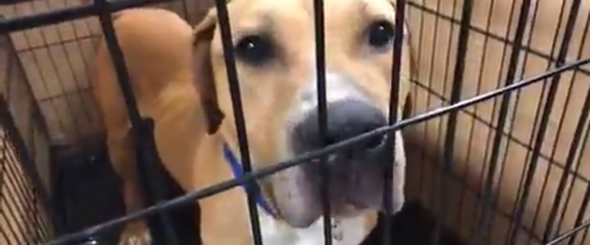 Adoption Refund Policy at the Humane Society of Delaware County