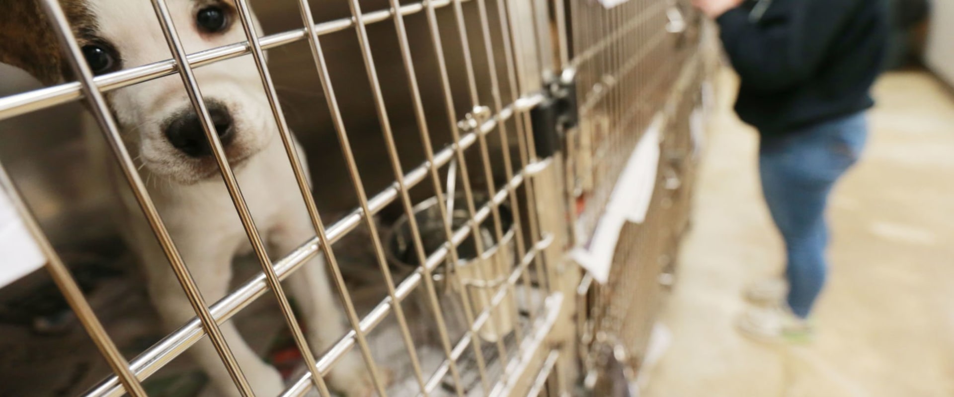 Educational Programs at the Pet Shelter in Delaware, Ohio: Make a Difference and Get Involved