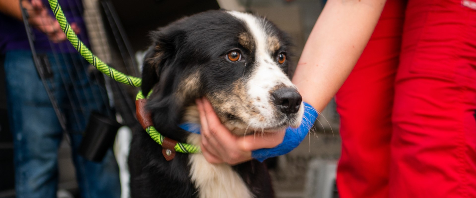 Adopt Your New Best Friend at the Delaware County Humane Society