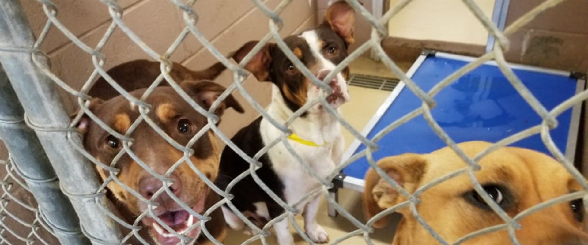 Adoption Follow-Up Services at the Humane Society of Delaware County