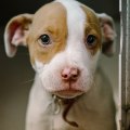 Donating to the Humane Society of Delaware County