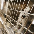 Adopting a Pet from the Humane Society of Delaware County