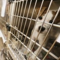 Educational Programs at the Pet Shelter in Delaware, Ohio: Make a Difference and Get Involved