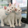 Does the Humane Society of Delaware County Offer Spay/Neuter Services?