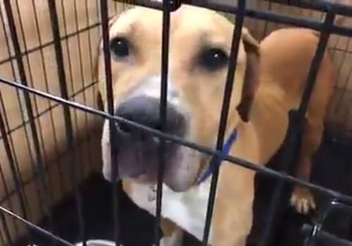 Adopting a Pet? Find Out How to Attend Adoption Events at the Delaware County Humane Society
