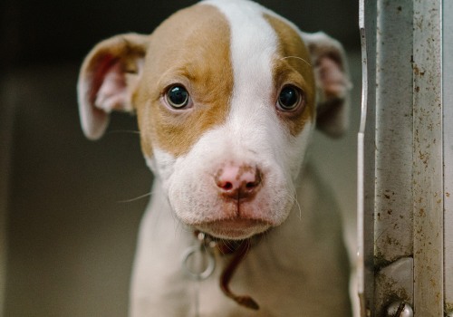 Donating to the Humane Society of Delaware County