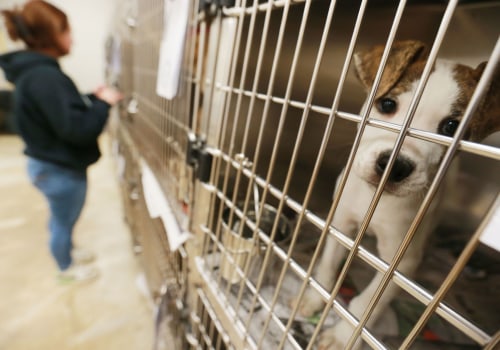 Adopting a Pet from the Humane Society of Delaware County