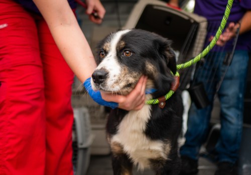 Adopt Your New Best Friend at the Delaware County Humane Society