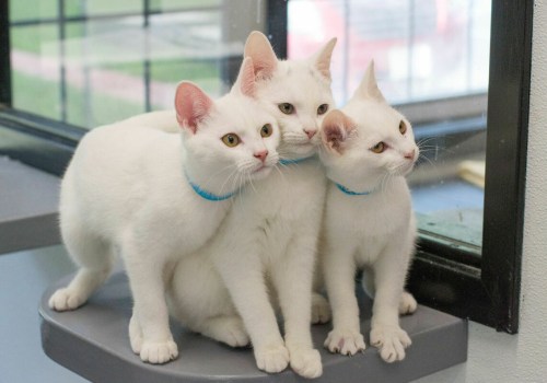 Does the Humane Society of Delaware County Offer Spay/Neuter Services?